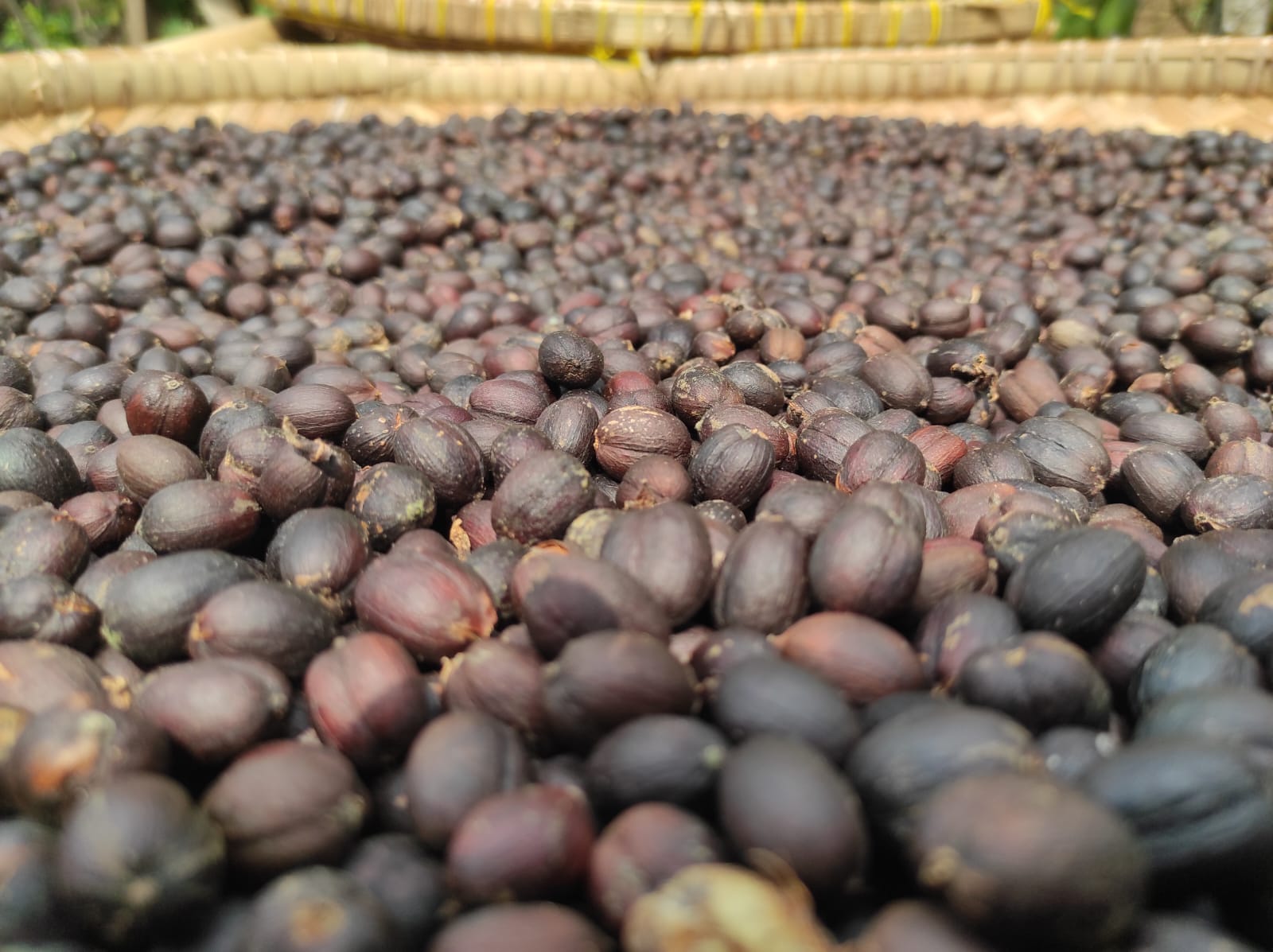 kopi